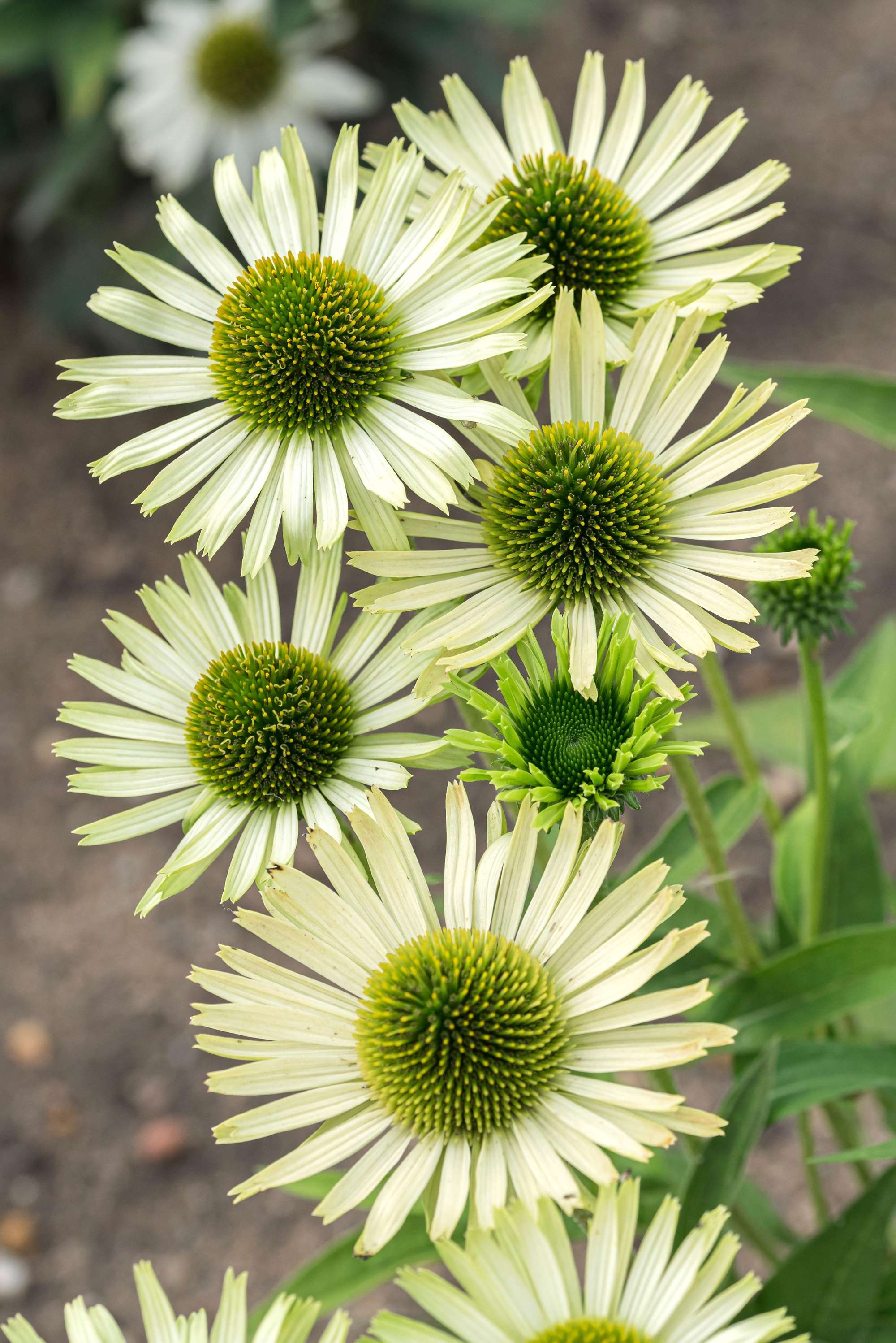 Solhatt Echinacea 'Green Jewel'